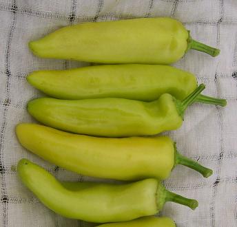 Seeds for Hot Banana peppers from Pepper Joe’s – five yellow green thick peppers lined up