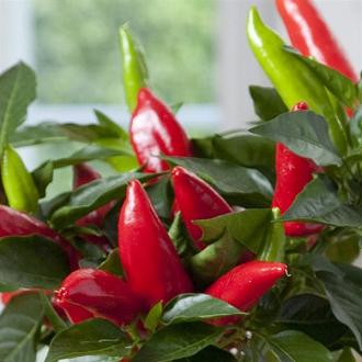 Pepper Joe's Hot Burrito Pepper seeds - red pointy peppers on plant image