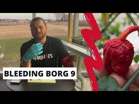 Semillas de pimiento rojo Bleeding Borg 9