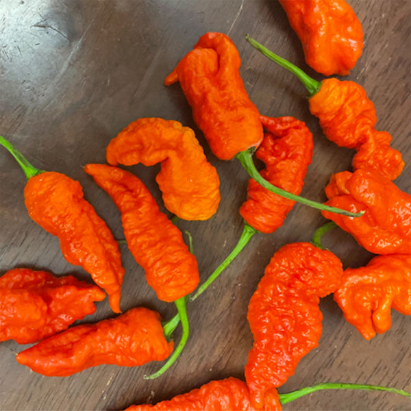 KAOS X Purple Reaper Pepper Seeds – Pepper Joe's