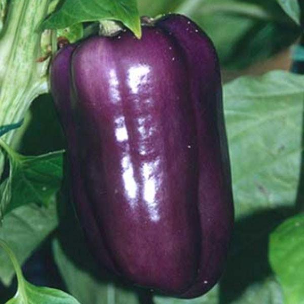 Lilac Bell Pepper - Pepper Joe's