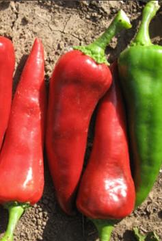 Pepper Joe's Mosco Chile pepper seeds - long Mosco Chile peppers lined up next to each on table