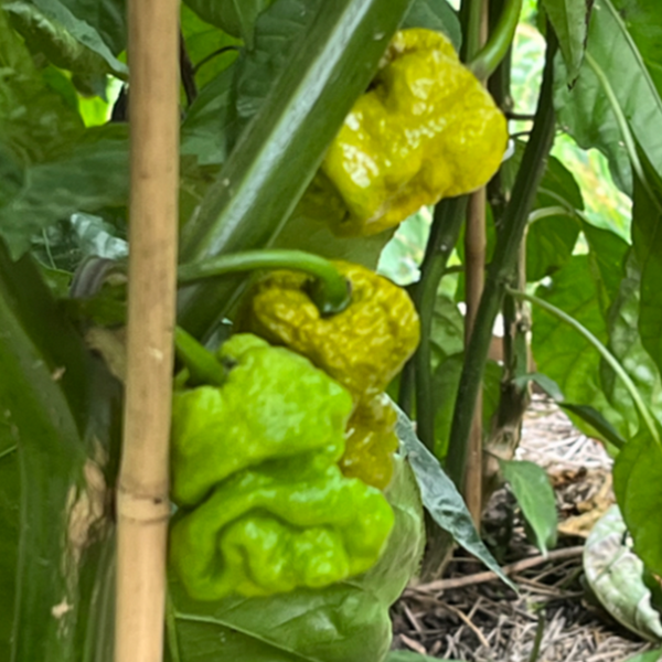 Mustard Reaper Pepper Seeds (Non-Isolated) – Pepper Joe's