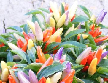 Pepper Joe's NuMex Easter Ornamental pepper seeds - colorful small ornamental peppers on plant image