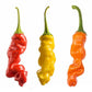 Peter Pepper Rainbow Collection - Exotic Hot Pepper - Pepper Joe's