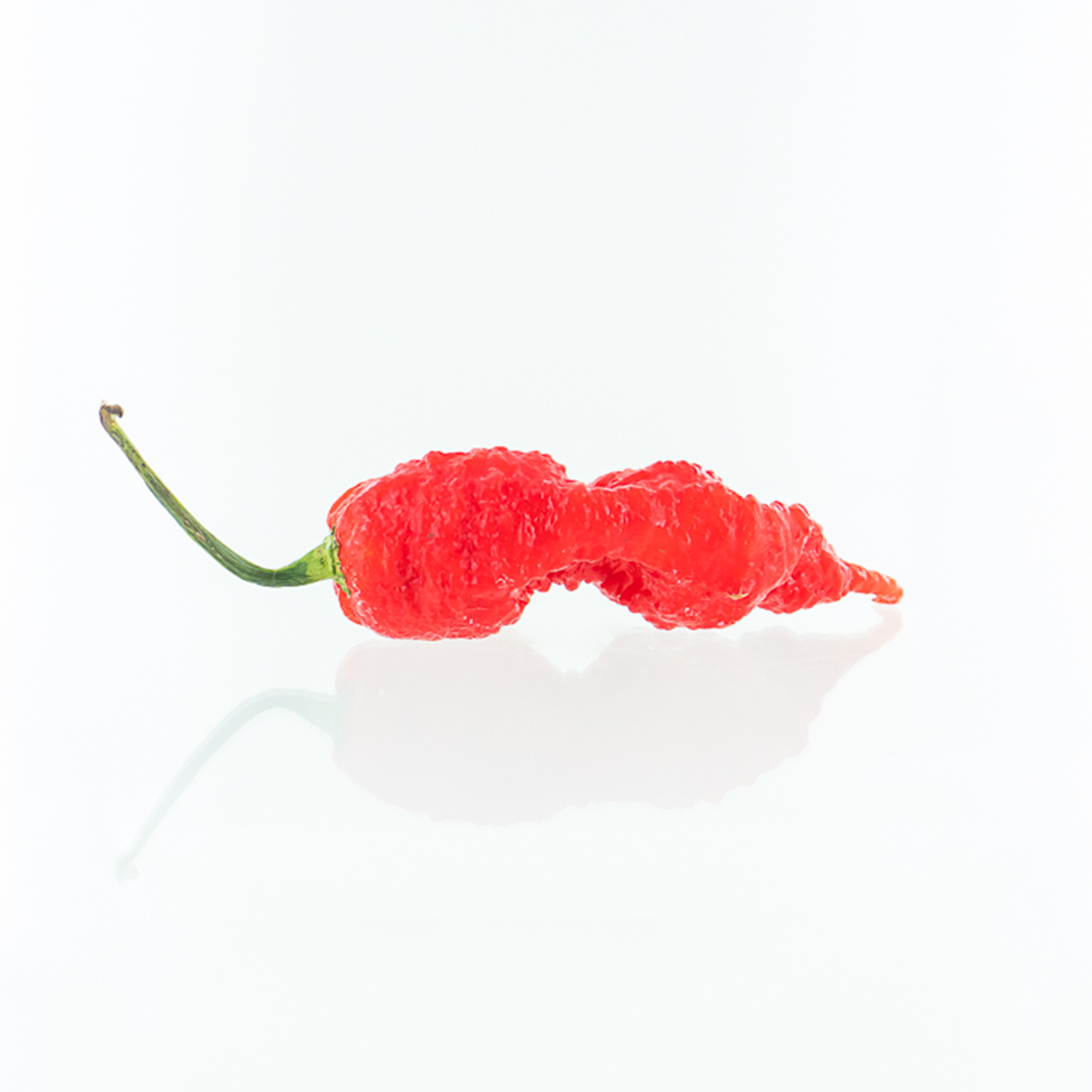 Pepper Joe's Primotalii Red pepper seeds - red bumpy pepper on white background