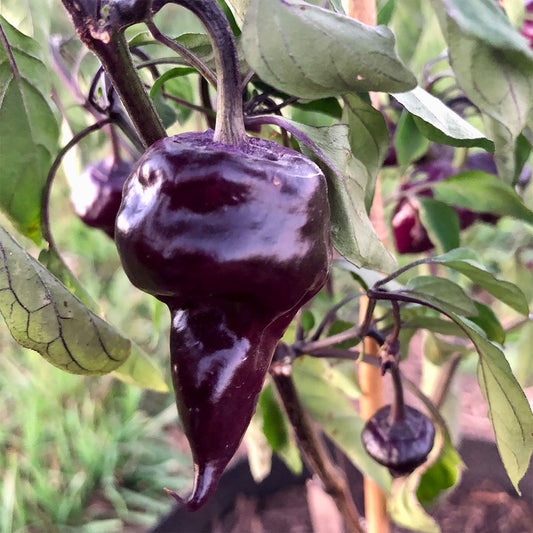 Pepper Joe's Purple UFO pepper seeds - bulbous unique shaped purple pepper pod on plant