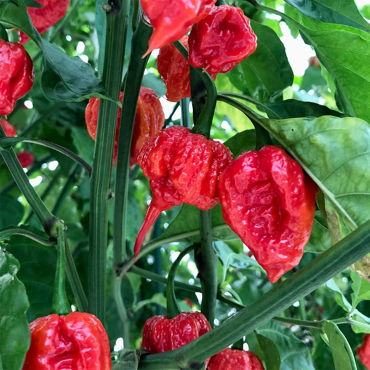 Pepper Joe's chillis - carolina reapers on plants
