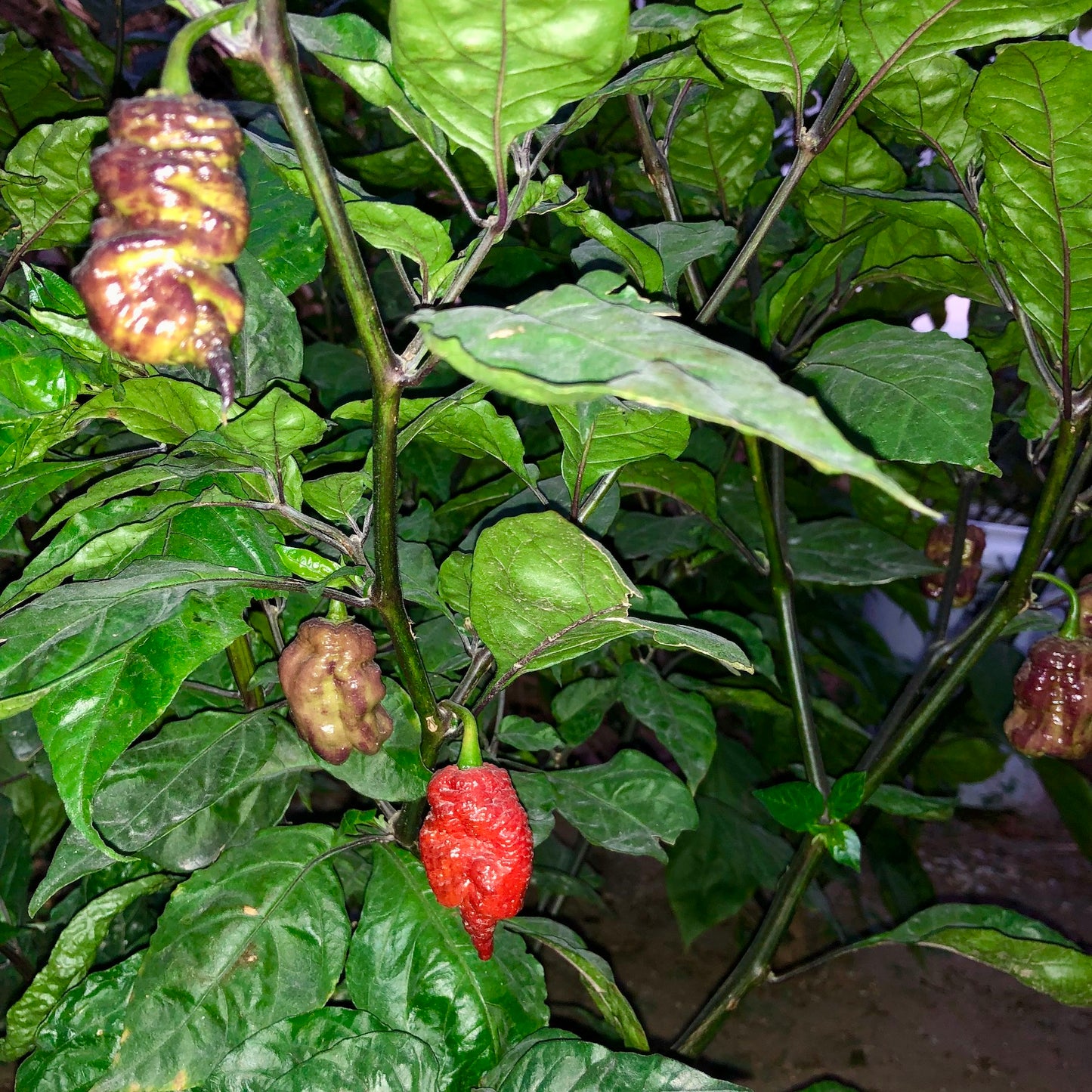 Pepper Joe's Carolina Reaper Sbagliato seeds - multiple hot pepper pods on plant