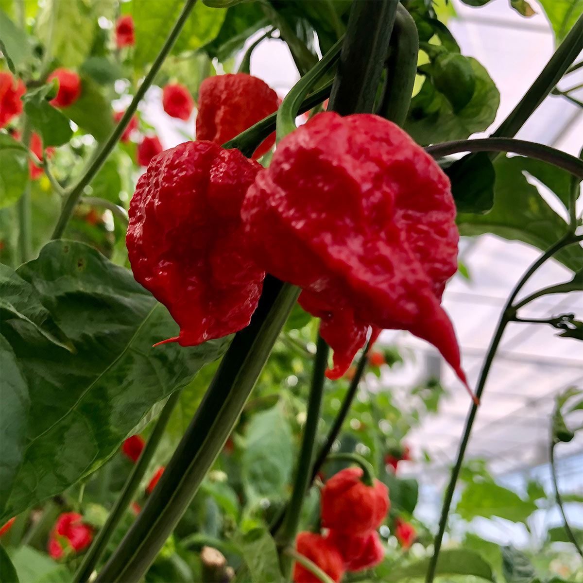 Pepper Joe's Carolina Reapers - World's hottest pepper 