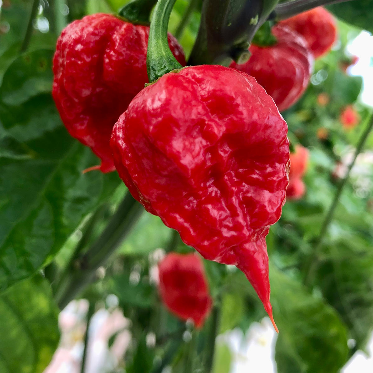 Pepper Joe's Carolina Reapers for sale - Carolina Reaper fresh peppers