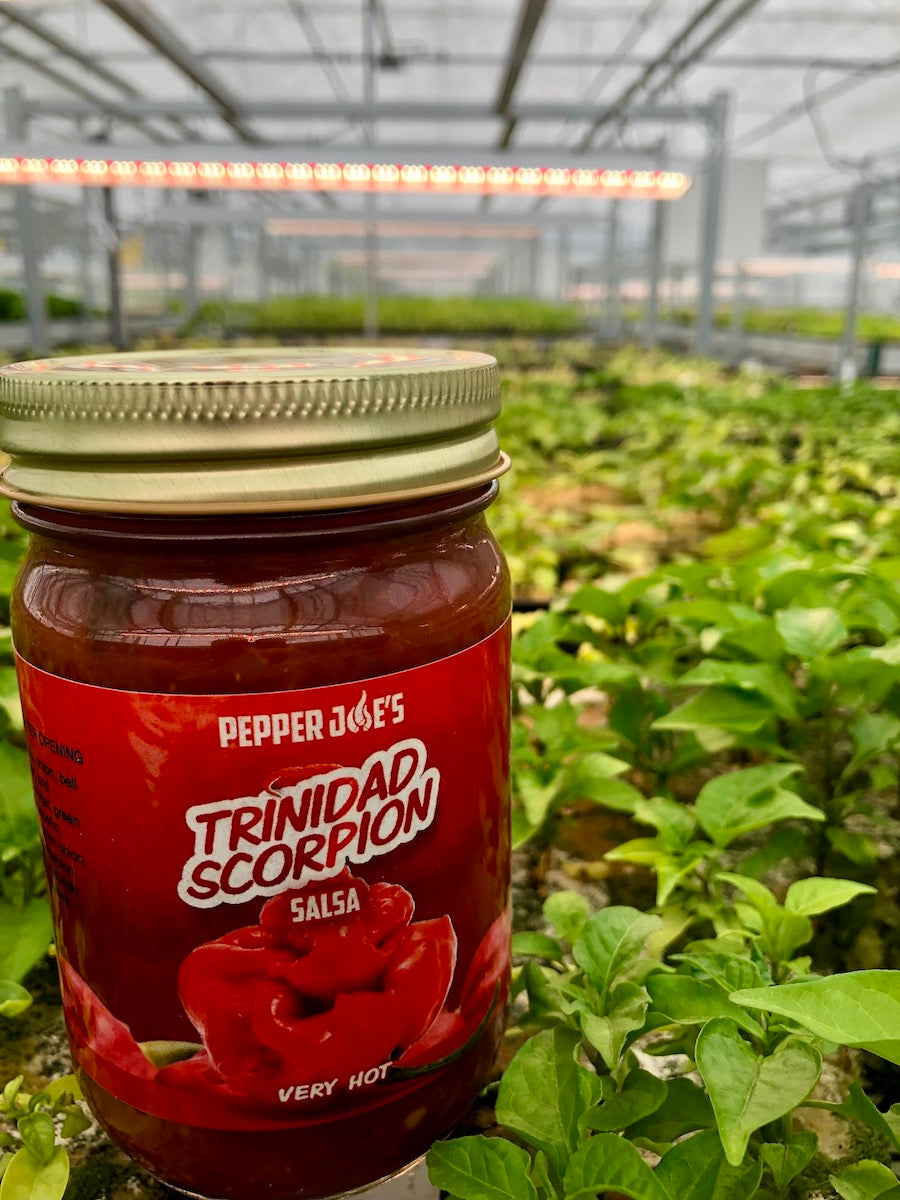 Pepper Joe's Trinidad scorpion pepper salsa - jar in front of trinidad scorpion pepper plants in greenhouse