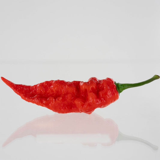 Pepper Joe's Sepia Reaper x Pimenta de Neyde Pepper Seeds - red bumpy thin pepper on white background