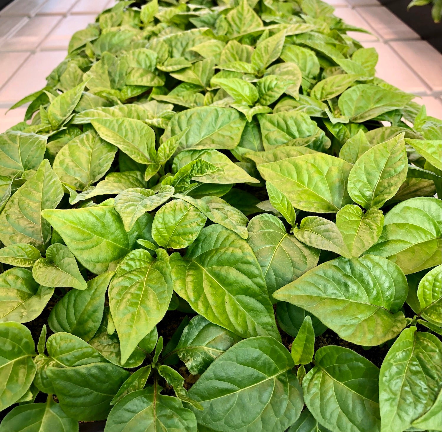 Pepper Joe's Super Hot Pepper Plant Seedlings Variety Pack - image of pepper plants in greenhouse