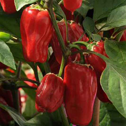 Pepper Joe's Sweet Heat Pepper Seeds - multiple red thick peppers hanging on plant