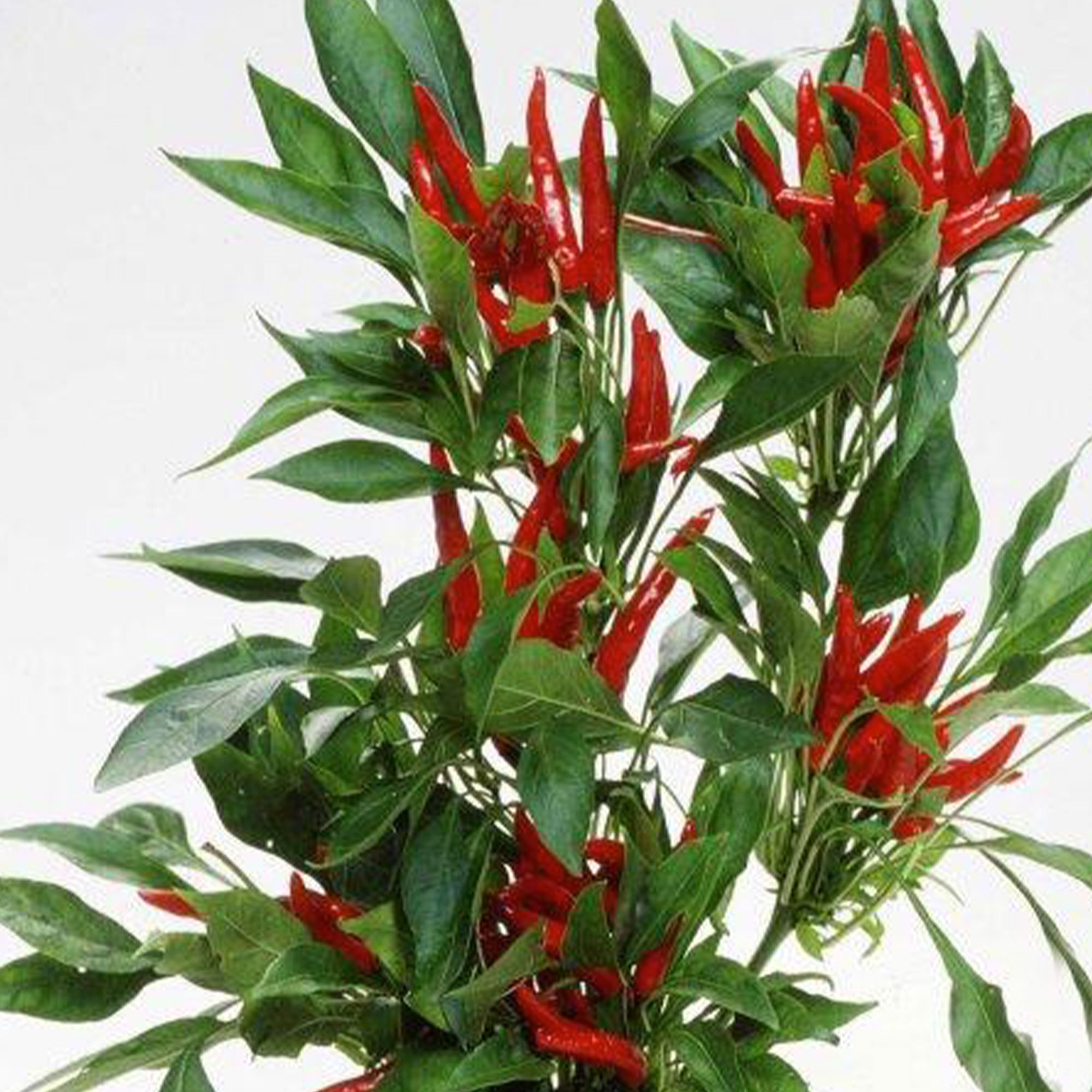 Takanotsume Hot Japanese Pepper Seeds – Pepper Joe’s