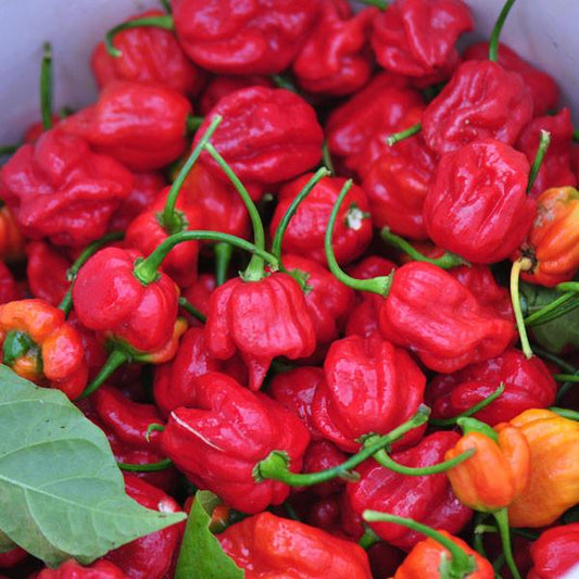 Trinidad Scorpion - Hot Pepper - Pepper Joe's