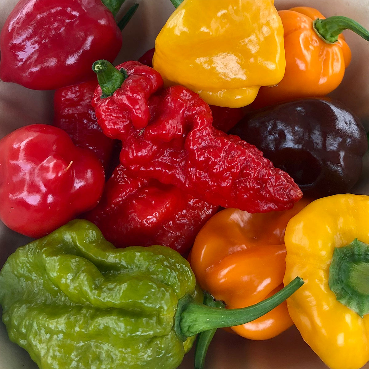 Pepper Joe's hot peppers pack - variety of colorful hot peppers on gray background