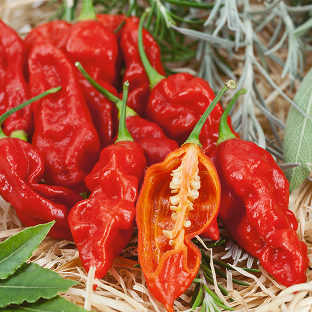 Pepper Joe's Hot Pepper Seeds 300+ Varieties Same Day Shipping