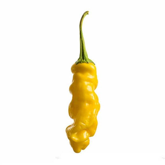 Yellow Peter Pepper - Exotic Hot Pepper - Pepper Joe's